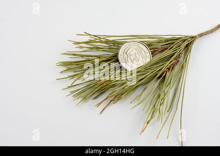 UAE 1 Dirham Münze auf Kiefernnadeln isoliert auf weißem Hintergrund, Jahr Zayed 2018. Stockfoto