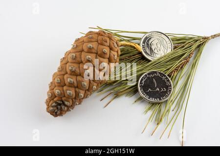 UAE 1 Dirham Münzen und Pinecon auf Kiefernnadeln isoliert auf weißem Hintergrund, Jahr Zayed 2018. Stockfoto