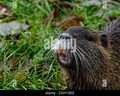 Nahaufnahme von niedlichen winzigen Ottern, die auf dem Gras in der Nähe des Baumes im Wald liegen Stockfoto