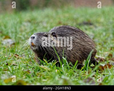 Nahaufnahme von niedlichen winzigen Ottern, die auf dem Gras in der Nähe des Baumes im Wald liegen Stockfoto