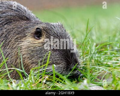 Nahaufnahme von niedlichen winzigen Ottern, die auf dem Gras in der Nähe des Baumes im Wald liegen Stockfoto