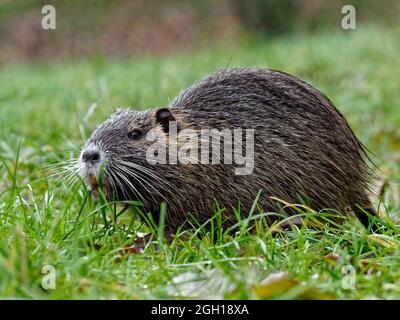 Nahaufnahme von niedlichen winzigen Ottern, die auf dem Gras in der Nähe des Baumes im Wald liegen Stockfoto