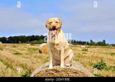 golden Retriever auf dem Feld Stockfoto