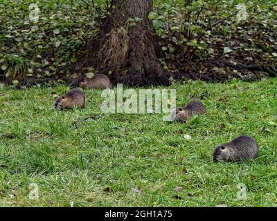 Nahaufnahme von niedlichen winzigen Ottern, die auf dem Gras in der Nähe des Baumes im Wald liegen Stockfoto