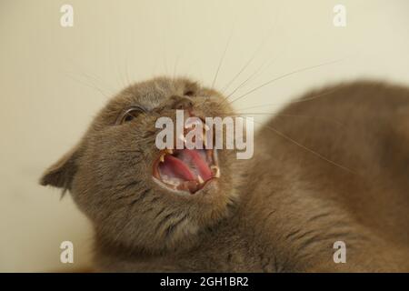 Eine faule fette schottische Faltenkatze liegt schlafend. Ungesunde Katze. Stockfoto