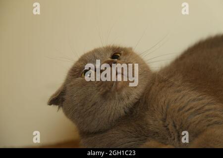 Eine faule fette schottische Faltenkatze liegt schlafend. Ungesunde Katze. Stockfoto