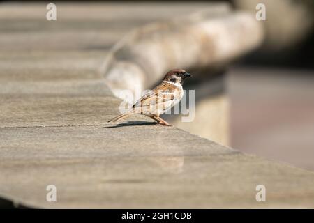 Nahaufnahme eines Baumes Sperlinge Passer montanus sitzen auf einem Stein während der Frühlingszeit an sonnigen Tag Stockfoto