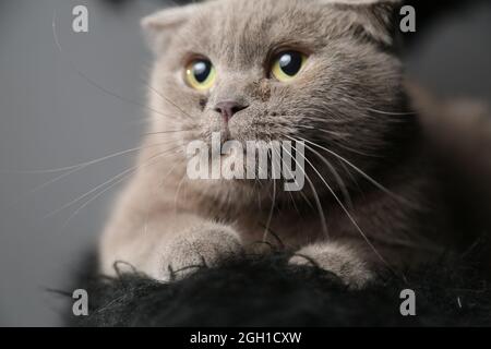 Eine faule fette schottische Faltenkatze liegt schlafend. Ungesunde Katze. Stockfoto