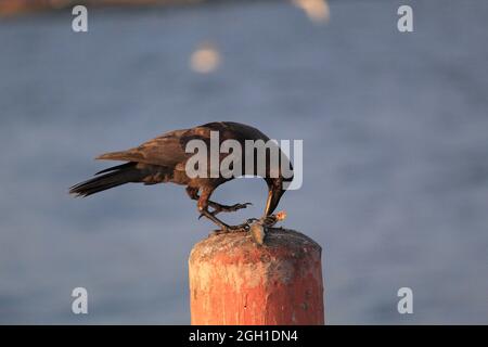 Nahaufnahme einer schwarzen Krähe, die ihr Essen auf dem Holzpfahl in der Nähe des Strandes isst Stockfoto