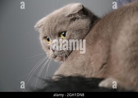 Eine faule fette schottische Faltenkatze liegt schlafend. Ungesunde Katze. Stockfoto