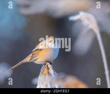 Bartreedling (Panurus biarmicus), der an einem Wintermorgen auf einem Stock sitzt Stockfoto
