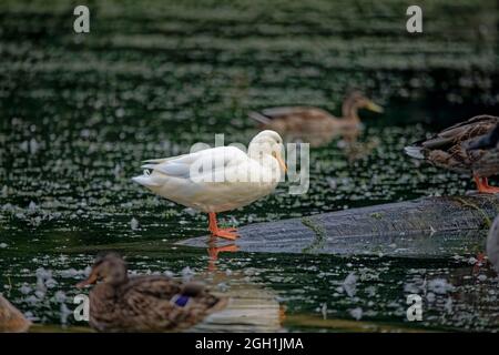 White Mallard (Anas platyrhynchos) im Wisconsin Park Stockfoto