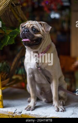Niedlicher beigefarbener Mops-Welpe sitzt auf dem Tisch und lächelt fröhlich. Hochwertige Fotos. Stockfoto