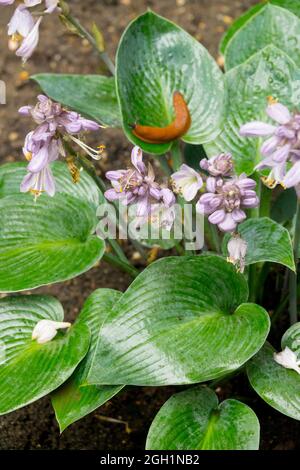 Hosta Halcyon Blumen und rote Schnecke Stockfoto