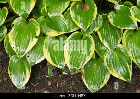 Hosta 'Warwick curtsey' hinterlässt breit eige, stumpf, intensiv blaugrün mit einem fast flachen, breiten, gelben Rand Stockfoto