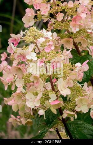 Hortensia paniculata Blume Wims Rot Stockfoto