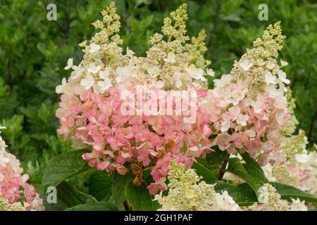 Hortensia paniculata weiß rosa Rispe Hortensia Stockfoto