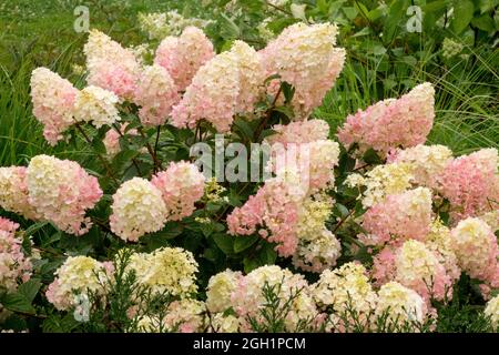 Hortensia paniculata weiß rosa Stockfoto