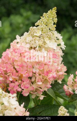 Hydrangea Paniculata 'Pinky Winky' Stockfoto