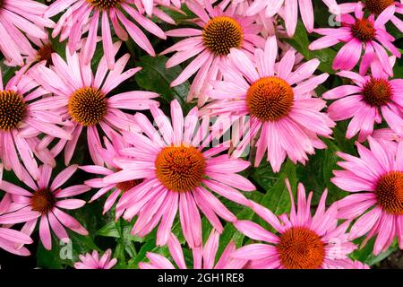 Leuchtend rosa Kegelblumen Blume Echinacea purpurea 'Feeling Pink' Stockfoto