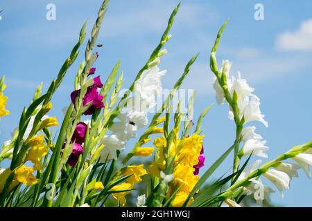 Gemischte bunte Gladioli Gelbe weiße Gladiolusblüten Stockfoto