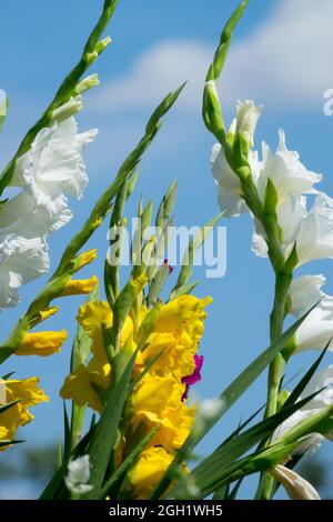 Weißer Gladiolus gegen blauen Himmel, Sommergarten Gladioli Stockfoto