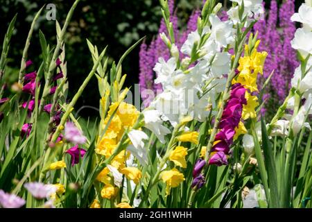 Bunte Gladioli Garten Bett Gladiolus gemischte Gladioli Blumen Stockfoto