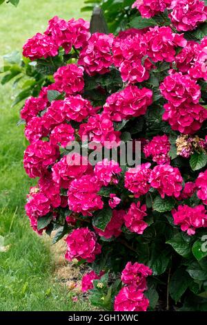 Rote Hydrangea 'Magical Ruby Red' Gartenblumen Stockfoto