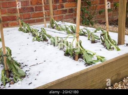 Frostschäden an Gemüsepflanzen im Garten, frostgeschädigtes Gemüse (Saubohnen) im Winter, Großbritannien Stockfoto