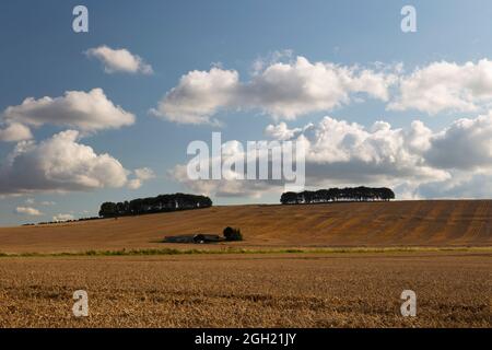 Baumklumpen auf der Hügelseite über den Weizenfeldern, in der Nähe von Wantage, Oxfordshire, England, Großbritannien, Europa Stockfoto