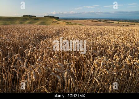 Golden Wheatfield below Devil's Punchbowl on Hackpen Hill, near Wantage, Oxfordshire, England, Vereinigtes Königreich, Europa Stockfoto