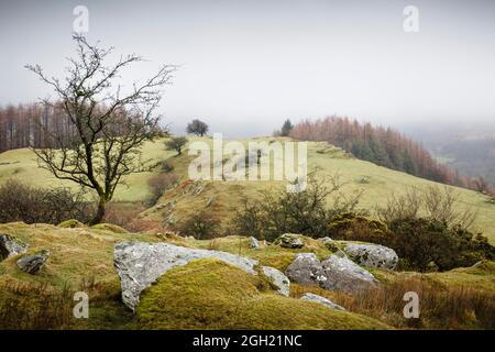 Landschaft von Wales. Gwydyr Forest Park im Winter, Snowdonia, Wales, Großbritannien Stockfoto