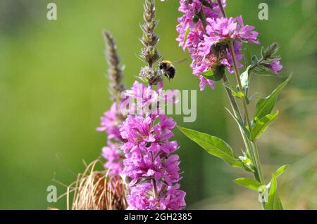 Gewöhnlicher Blutweiderich (Lythrum salicaria) im Garten an einem künstlerischen Gartenteich lädt Insekten (hier Bienen) zum Naschen ein. - Lila verliert Stockfoto