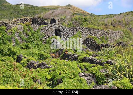 Charakteristischer Weinberg, Insel Graciosa, Azoren Stockfoto