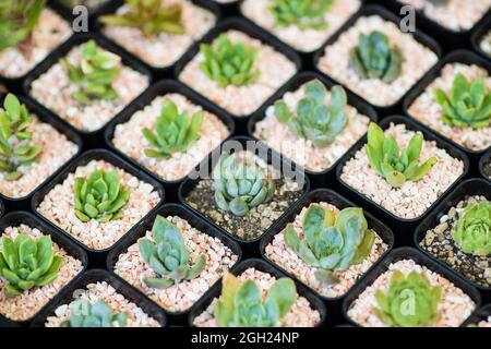 Reihen Gruppe von verschiedenen kleinen Arten Kaktus in kleinen Kunststofftöpfen. Stockfoto