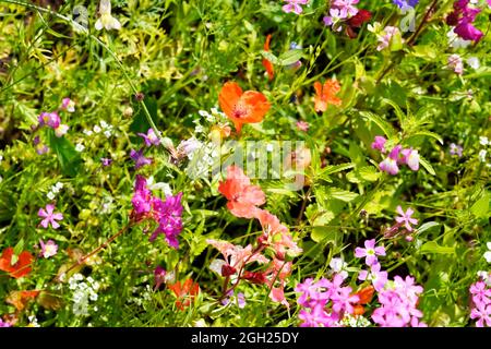 Bienenfreundliche Wildblumenwiese mit verschiedenen Arten von blühenden Blumen. Insektenschutz. Stockfoto