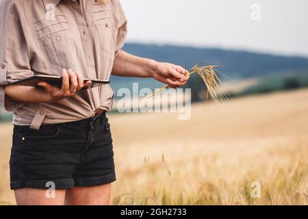 Agronom kontrolliert die Qualität der Gerstenernte vor der Ernte. Bäuerin mit digitalem Tablet und moderner Technologie im landwirtschaftlichen Bereich Stockfoto
