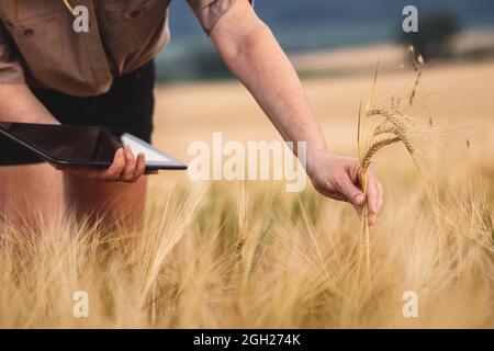 Der Landwirt überprüft und kontrolliert die Qualität der Gerstenernte vor der Ernte. Frau Agronomin mit digitalen Tablet und moderne Technologie im Feld Stockfoto