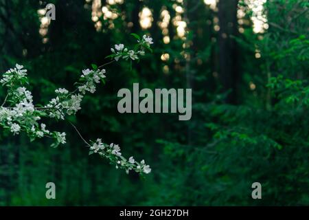 Natürlicher Hintergrund - blühender Apfelbaum Ast gegen den morgendlichen Nadelwald Stockfoto