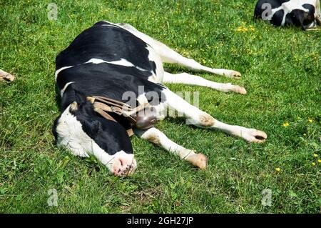 Milchkuh schläft im Sommer auf dem Gras der Weide liegend Stockfoto