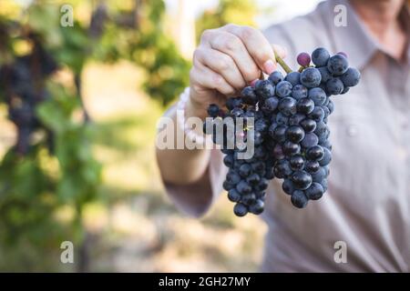 Frau, die rote Trauben im Weinberg hält. Die Weinrebe ist bereit für die Herbsternte. Weingut Landwirtschaft Konzept Stockfoto