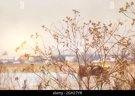 Verschiedene Grashalme unter einer Schneeschicht in den Strahlen der untergehenden Sonne, selektiver Fokus, verschwommener Hintergrund, Sonneneinstrahlung Stockfoto