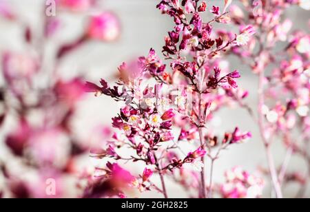 Blühende Pflanze von heuchera genannt Korallenglocken oder Aluminiumroot mit rosa Blüten Stockfoto