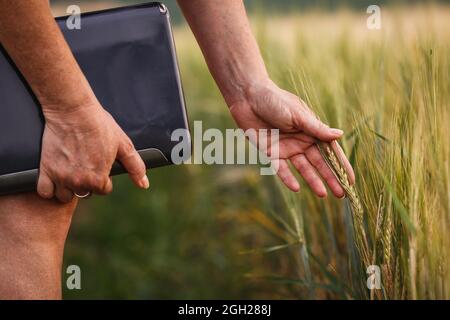 Der Landwirt überprüft und kontrolliert die Qualität der Gerstenernte vor der Ernte. Frau Agronomin mit digitalen Tablet und moderner Technologie Stockfoto