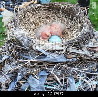 Nest mit Ei und Babys: Zwei amerikanische Rotkehlchen-Babyvögel, die eines Tages alt sind, schmiegen sich in ihr Vogelnest neben einem blauen Ei, das nicht geschlüpft ist Stockfoto