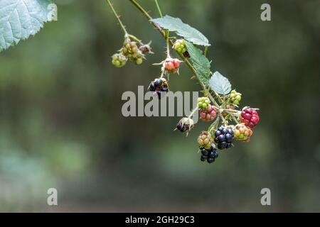 Wilde Brombeeren in verschiedenen Stadien der Reifung Stockfoto