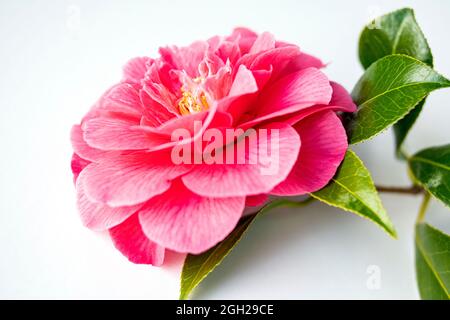 WA20240-00....WASHINGTON - Kamelienblüte auf Weiß. Stockfoto