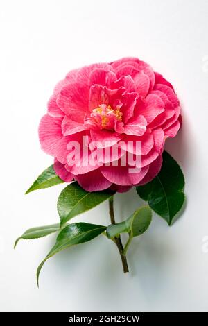 WA20241-00....WASHINGTON - Kamelienblüte auf Weiß. Stockfoto