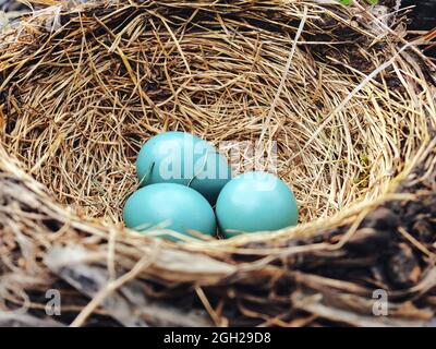 Eier im Nest: Drei leuchtend blaue amerikanische Rotkehleier, die in das Vogelnest eingebettet sind Stockfoto