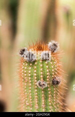 Nahaufnahme, Details von Echinopsis “ Fliegende Untertasse Kaktus Stockfoto